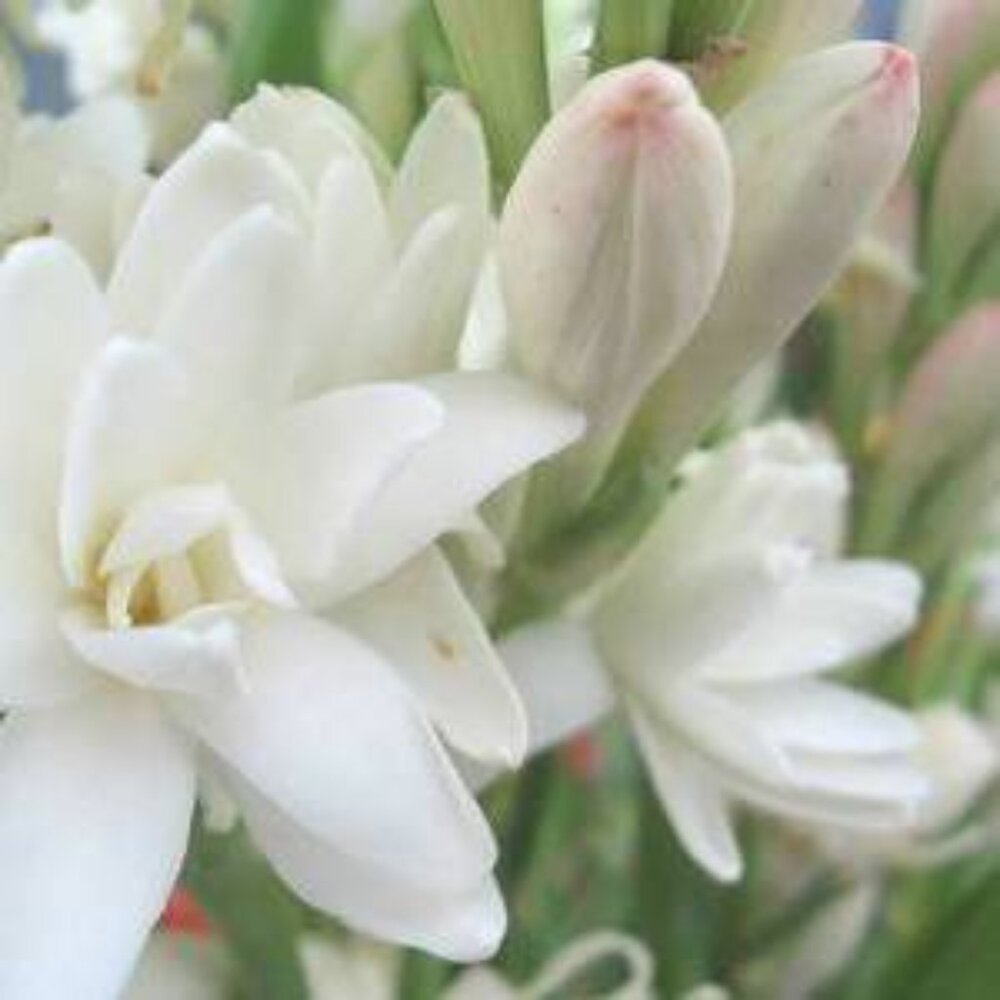 POPLAR  Tuber Rose Oil Body Fragrance 2oz. Rich in floral notes.